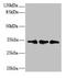 CCR4-NOT Transcription Complex Subunit 9 antibody, CSB-PA842140LA01HU, Cusabio, Western Blot image 