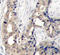 ABL Proto-Oncogene 1, Non-Receptor Tyrosine Kinase antibody, STJ22003, St John