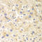 Dynamin 1 Like antibody, LS-C332186, Lifespan Biosciences, Immunohistochemistry paraffin image 