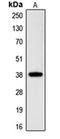 Cell Growth Regulator With Ring Finger Domain 1 antibody, orb215009, Biorbyt, Western Blot image 