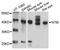 hNT antibody, STJ111511, St John