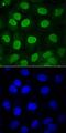 SRY-Box 3 antibody, AF2569, R&D Systems, Immunofluorescence image 