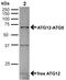 Autophagy Related 12 antibody, orb377214, Biorbyt, Western Blot image 