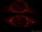 Carbamoyl-Phosphate Synthase 1 antibody, 18703-1-AP, Proteintech Group, Immunofluorescence image 