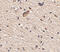 Sprouty Related EVH1 Domain Containing 1 antibody, 4843, ProSci, Immunohistochemistry frozen image 