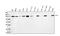 BUB1 Mitotic Checkpoint Serine/Threonine Kinase antibody, PB9135, Boster Biological Technology, Western Blot image 