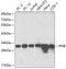Prohibitin antibody, GTX65815, GeneTex, Western Blot image 