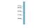 Sad1 And UNC84 Domain Containing 5 antibody, GTX44840, GeneTex, Western Blot image 