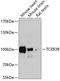 Elongin A2 antibody, A31710, Boster Biological Technology, Western Blot image 