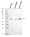 FOXP3 antibody, A00011-2, Boster Biological Technology, Western Blot image 