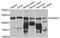 ADAM Metallopeptidase Domain 17 antibody, LS-C331119, Lifespan Biosciences, Western Blot image 