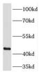 SEC12 antibody, FNab06762, FineTest, Western Blot image 