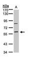 JIP1 antibody, GTX100604, GeneTex, Western Blot image 