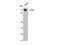 Kinesin Family Member 11 antibody, STJ92845, St John