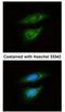 Lactate Dehydrogenase B antibody, NBP1-31945, Novus Biologicals, Immunocytochemistry image 