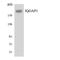 IQ Motif Containing GTPase Activating Protein 1 antibody, LS-C292104, Lifespan Biosciences, Western Blot image 