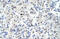 Splicing Factor 3b Subunit 1 antibody, 29-232, ProSci, Immunohistochemistry paraffin image 