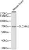 Sodium-dependent phosphate transport protein 2A antibody, 15-115, ProSci, Western Blot image 