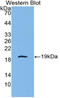 IL-4 antibody, abx130734, Abbexa, Western Blot image 