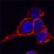 Drebrin 1 antibody, AF7739, R&D Systems, Immunocytochemistry image 