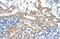 Family With Sequence Similarity 174 Member B antibody, A17105, Boster Biological Technology, Immunohistochemistry frozen image 