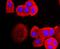 Perilipin 1 antibody, NBP2-67037, Novus Biologicals, Immunocytochemistry image 