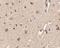 Autophagy Related 12 antibody, NBP1-76860, Novus Biologicals, Immunohistochemistry frozen image 