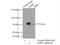 Glycyl-TRNA Synthetase antibody, 15831-1-AP, Proteintech Group, Immunoprecipitation image 