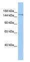 POLQ antibody, ab80906, Abcam, Western Blot image 