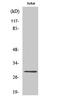 Granzyme K antibody, A06281, Boster Biological Technology, Western Blot image 