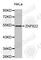 Zinc Finger Protein 622 antibody, A3537, ABclonal Technology, Western Blot image 