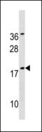 Sorting Nexin 12 antibody, LS-C203795, Lifespan Biosciences, Western Blot image 