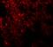 Neuropilin And Tolloid Like 1 antibody, A08303, Boster Biological Technology, Immunofluorescence image 