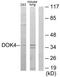 Docking Protein 4 antibody, TA315601, Origene, Western Blot image 
