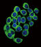 Ataxin 1 antibody, abx031721, Abbexa, Immunofluorescence image 