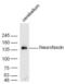 Neurofascin antibody, GTX37602, GeneTex, Western Blot image 