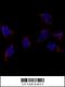 Bone Morphogenetic Protein 7 antibody, 59-010, ProSci, Immunofluorescence image 