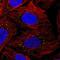 LSM Family Member 14B antibody, NBP2-56828, Novus Biologicals, Immunocytochemistry image 