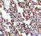Interleukin 21 Receptor antibody, GTX31270, GeneTex, Immunohistochemistry paraffin image 