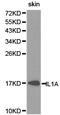 Interleukin 1 Alpha antibody, LS-C193087, Lifespan Biosciences, Western Blot image 