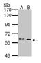 MAX Network Transcriptional Repressor antibody, NBP1-32757, Novus Biologicals, Western Blot image 