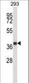 Modulator Of Apoptosis 1 antibody, LS-C164258, Lifespan Biosciences, Western Blot image 