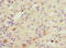 Cytochrome P450 Family 2 Subfamily C Member 18 antibody, LS-C675611, Lifespan Biosciences, Immunohistochemistry paraffin image 