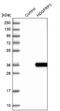 HDGF Like 3 antibody, NBP2-13246, Novus Biologicals, Western Blot image 