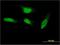 SEC14 Like Lipid Binding 2 antibody, H00023541-M05, Novus Biologicals, Immunofluorescence image 