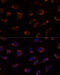 Pyruvate Dehydrogenase E1 Alpha 1 Subunit antibody, 18-369, ProSci, Immunofluorescence image 
