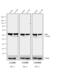 Mouse IgG2a antibody, SA1-35646, Invitrogen Antibodies, Western Blot image 
