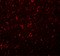 Synaptogyrin 4 antibody, 5569, ProSci, Immunofluorescence image 