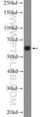 Leukotriene A4 Hydrolase antibody, 13662-1-AP, Proteintech Group, Western Blot image 