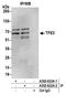 Transcription Factor Binding To IGHM Enhancer 3 antibody, A302-622A, Bethyl Labs, Immunoprecipitation image 